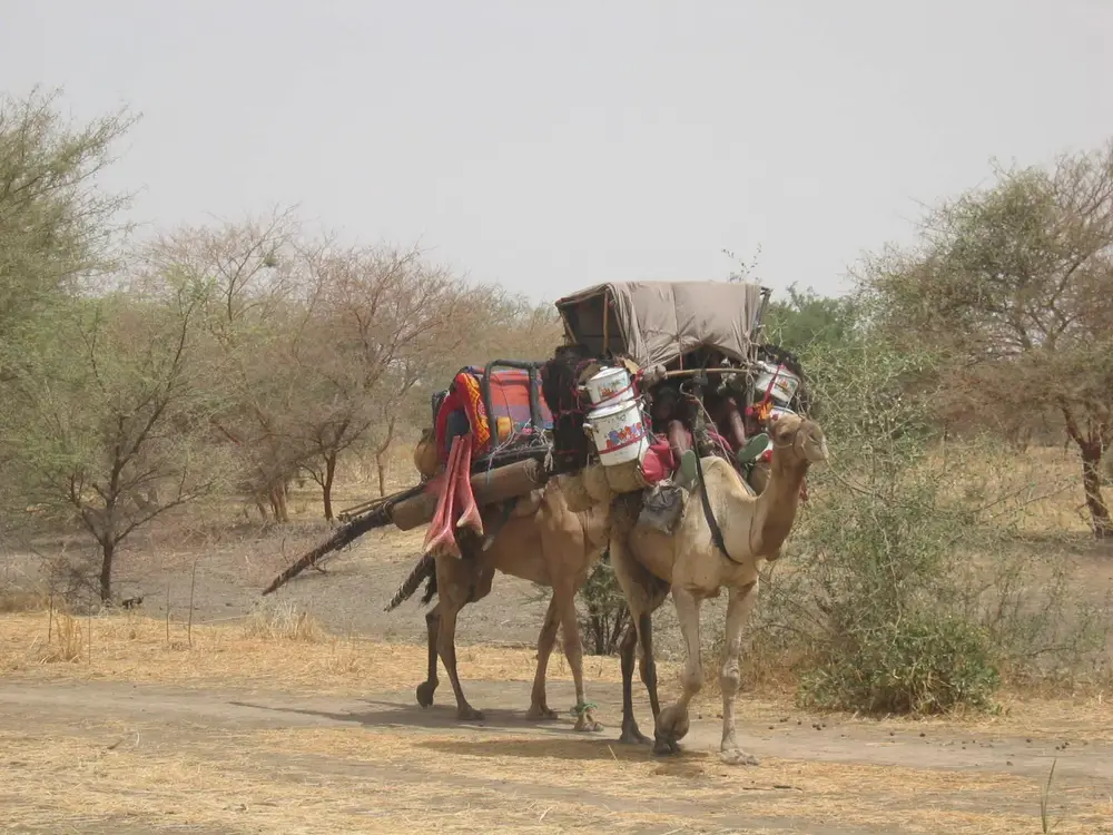 Entrega de una pantalla Hallucine en Chad, una aventura logística con camellos